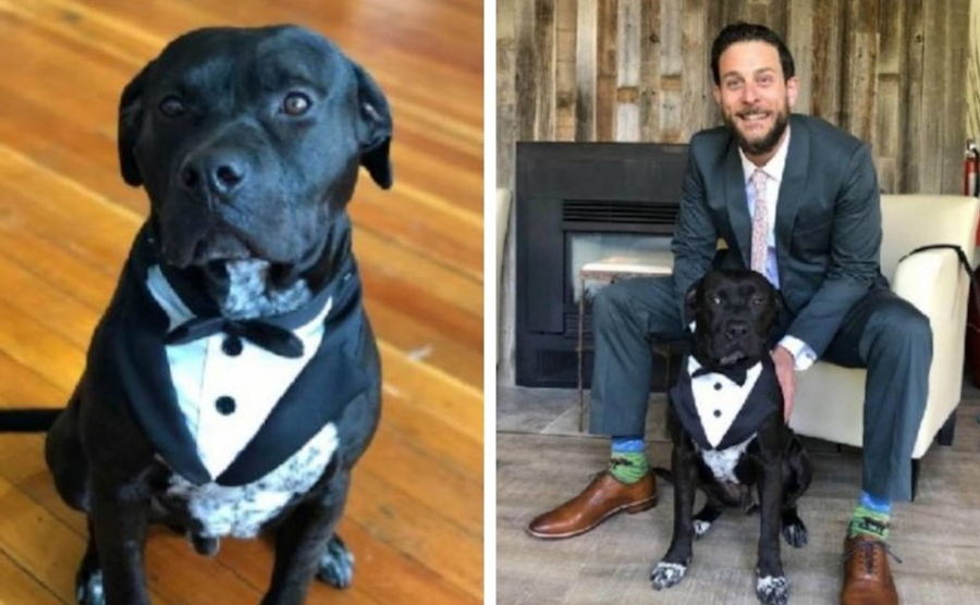 Perrito invitado especial boda se hizo viral