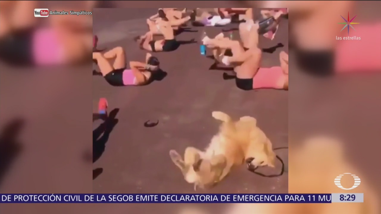 Perro hace gimnasia con un grupo de mujeres