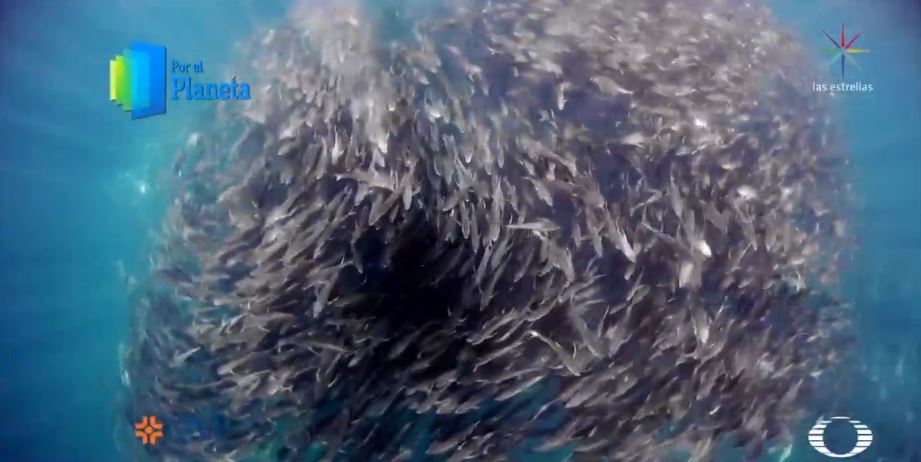 Pesca indiscriminada de sardina altera ecosistema