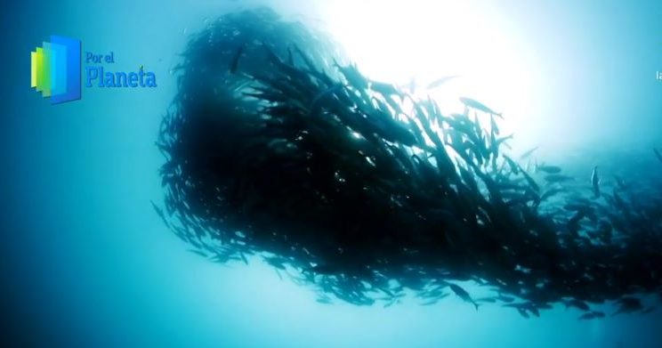 Pesca indiscriminada de sardina altera ecosistema en el Mar de Cortés