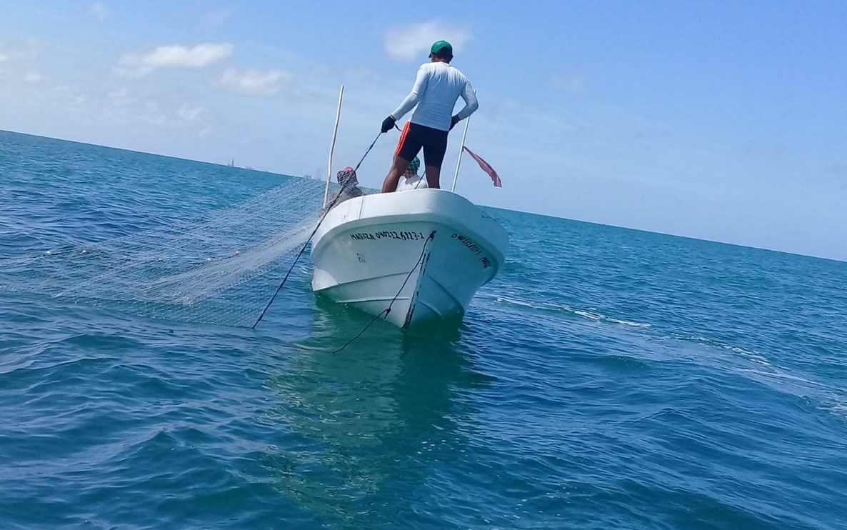 Pesca ilegal afecta captura de pulpo en Campeche