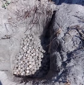 Profepa asegura más de 2 mil huevos de tortuga en Oaxaca