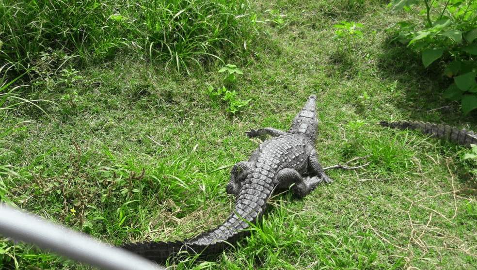 Cocodrilo herido ocupa estanque público en Putla Villa de Guerrero, Oaxaca