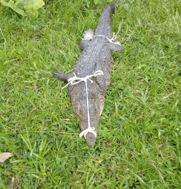 Cocodrilo herido ocupa estanque público en Putla Villa de Guerrero, Oaxaca