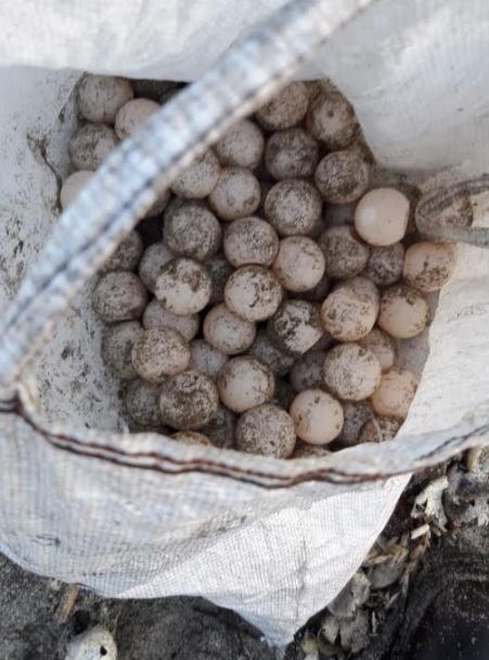 Recuperan 800 huevos y 30 kilos de carne de tortuga golfina en Oaxaca