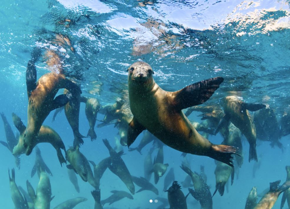 Redes de pesca amenazan a focas en Mar de Cortés.