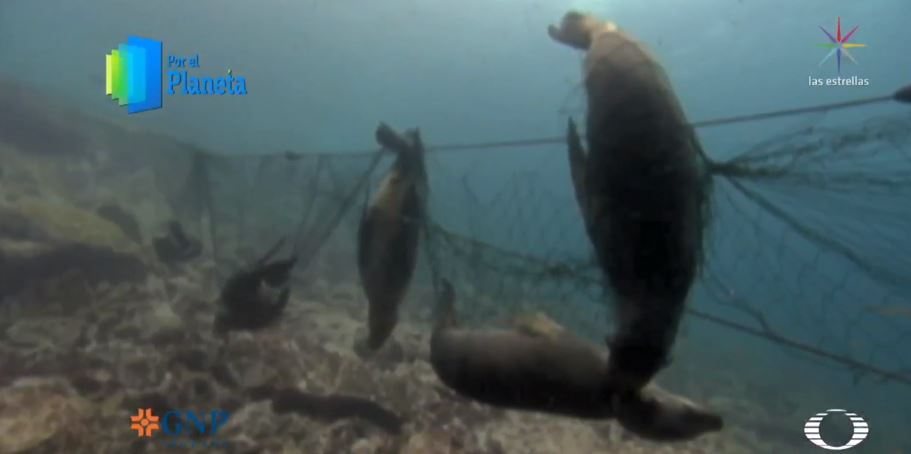 Redes de pesca amenazan a focas en Mar de Cortés