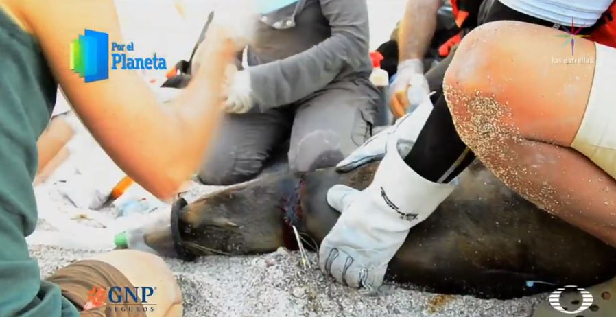 Redes de pesca amenazan a focas en Mar de Cortés