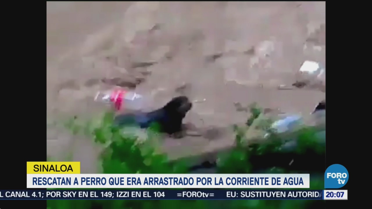 Rescatan Perro Arrastrado Corriente Río Culiacán