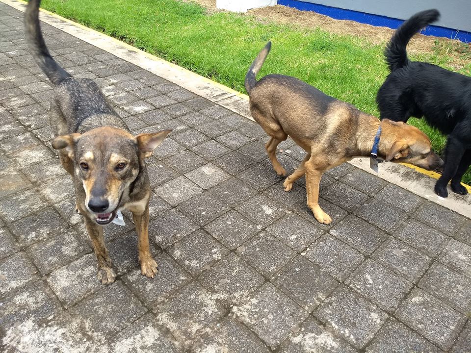 rescatan-perros-callejeros-volverlos-policias-mexico-facebook