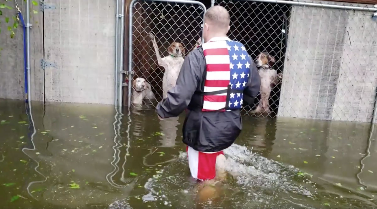 Video: Rescatan a 6 perritos a punto de morir ahogados por 'Florence' y se vuelve viral
