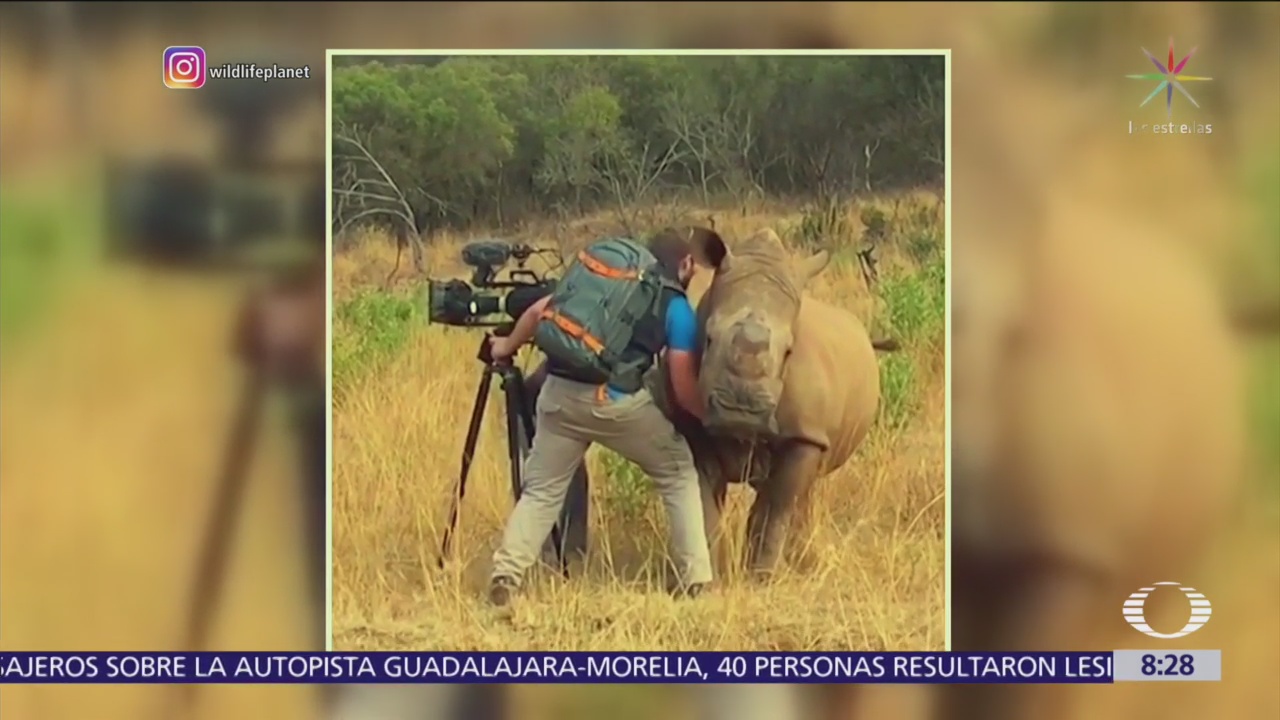 Rinoceronte se deja acariciar por camarógrafo