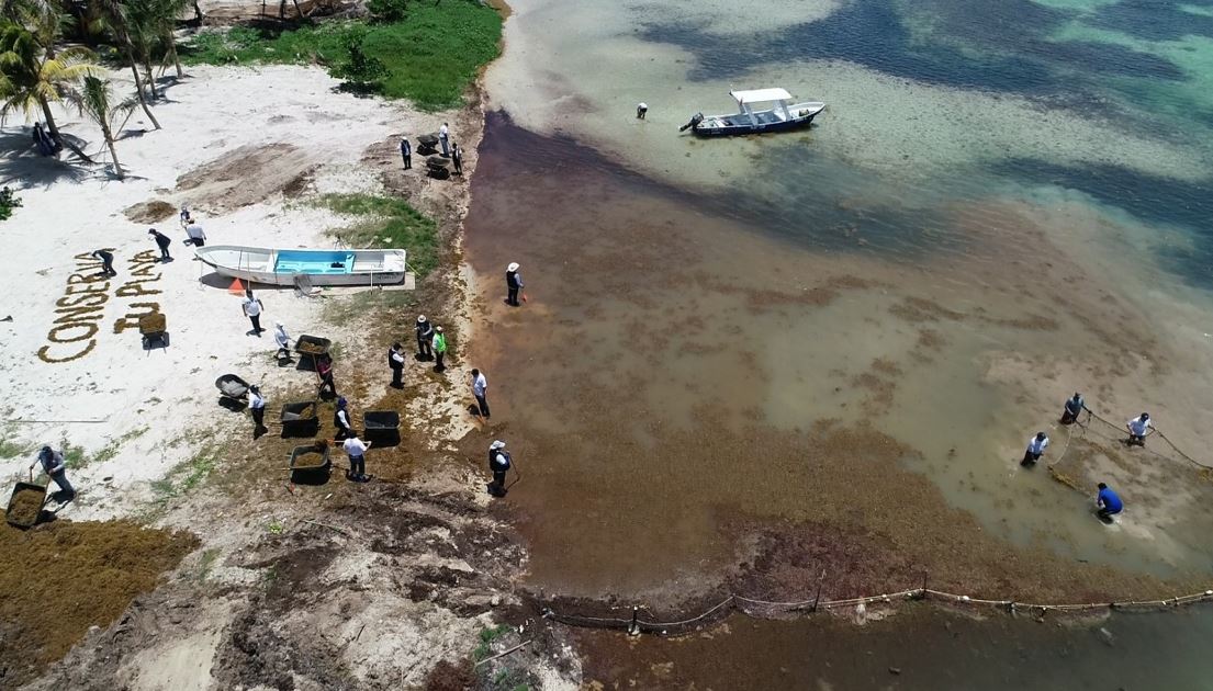 Sargazo en costas del Caribe mexicano podría ser por calentamiento global