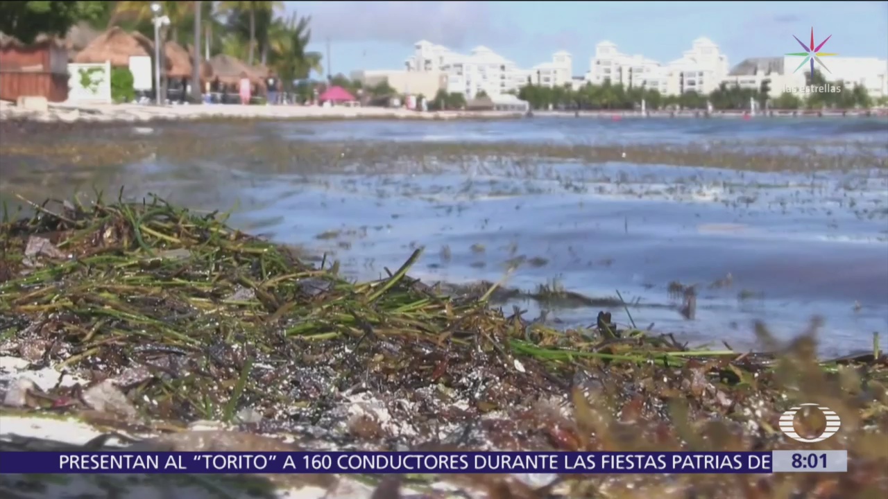 Sargazo podría convertirse en desastre ecológico para playas