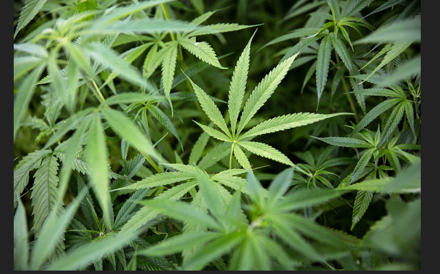 Cien kilos de marihuana serán convertidos en medicinas en Tailandia