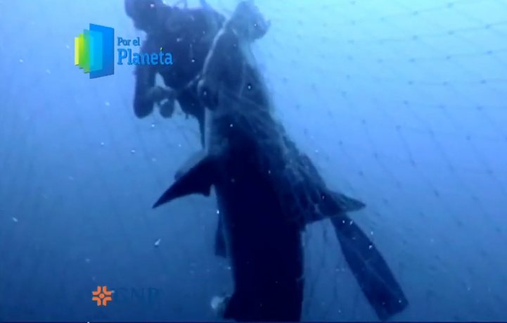 Tiburones del Mar de Cortés enfrentan a hombres como depredadores