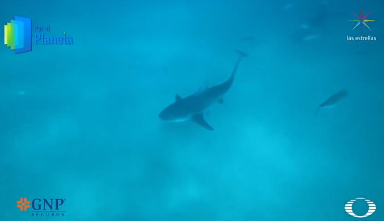 Tiburones del Mar de Cortés enfrentan a hombres como depredadores