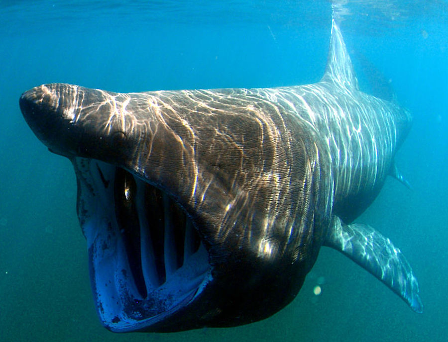 Este tiburón es igual de terrorífico que el Megalodón, y todavía existe