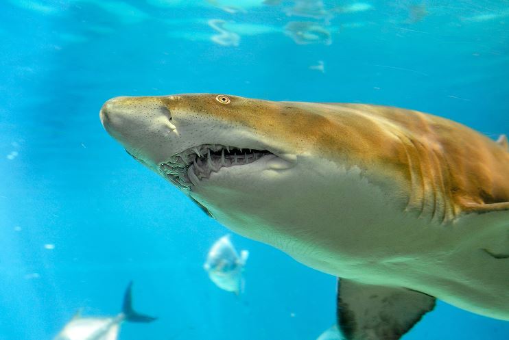 Sacrifican seis tiburones tras ataques contra turistas
