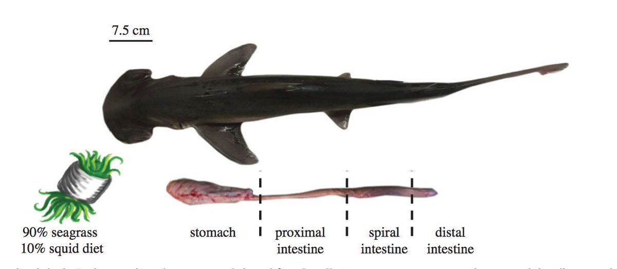 Descubren el primer tiburón omnívoro que come algas