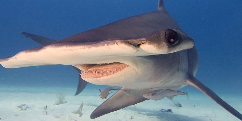 Descubren el primer tiburón omnívoro que come algas