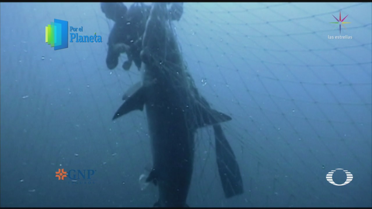 Tiburones amenazados por pesca furtiva en el Mar de Cortés