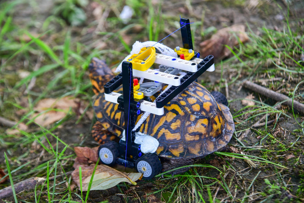 Construyen silla de ruedas con bloques Lego para tortuga