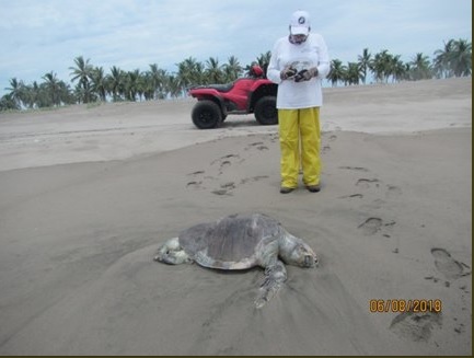 Muerte de 99 tortugas en playas de Sinaloa fue gradual y paulatina: Profepa