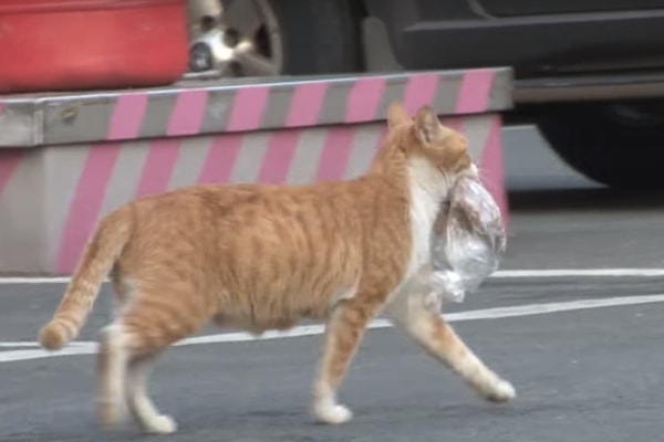 video-gatita-dongsook-comida-empaquetada-gatito-youtube