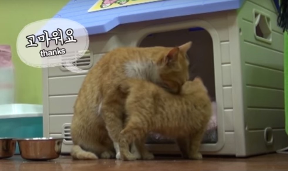 video-gatita-dongsook-comida-empaquetada-gatito-youtube