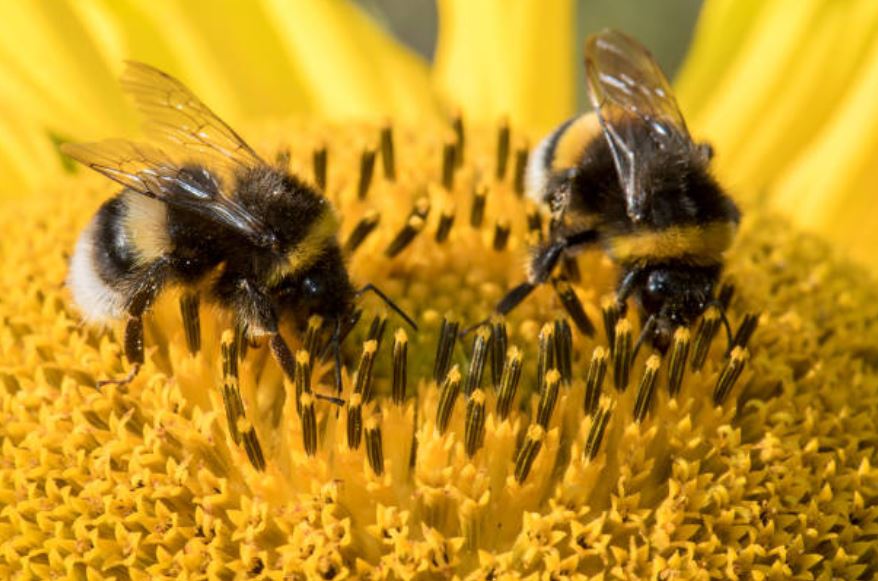 México alberga dos mil especies de abejas.