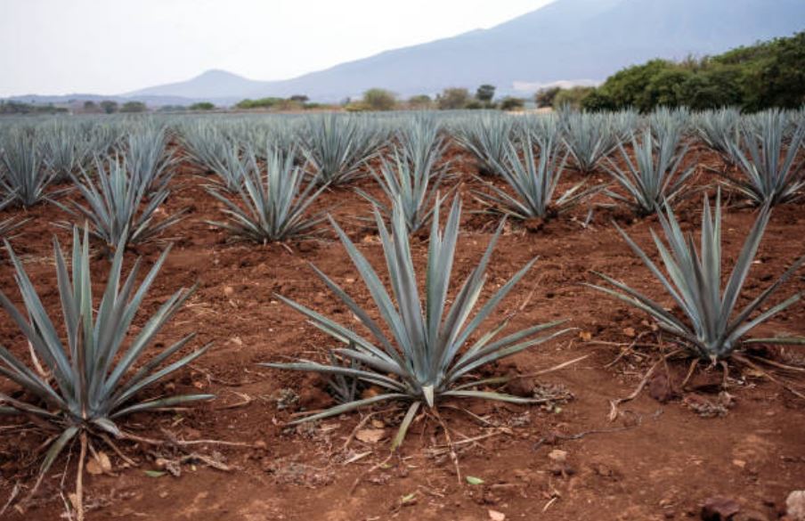Tequila, producto importante para la economía de México