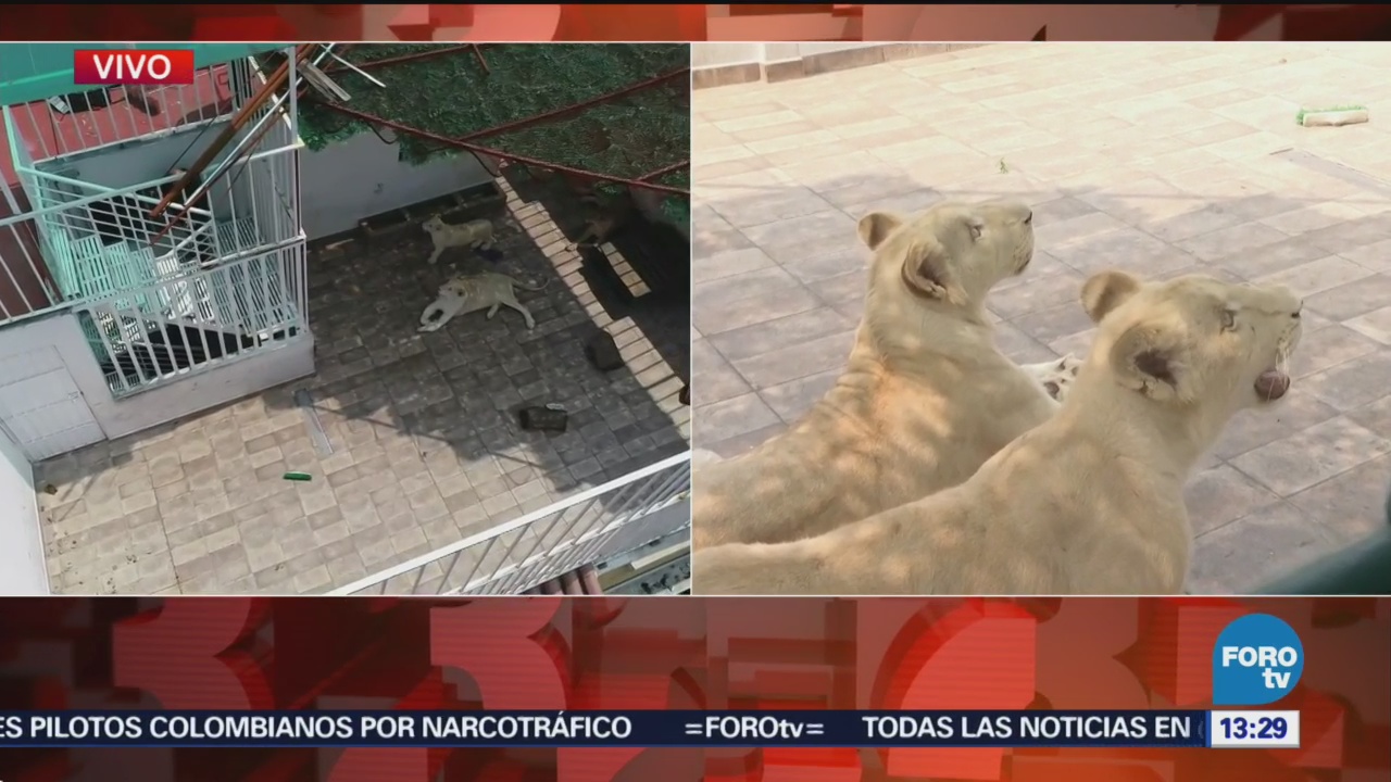 Alertan de presencia de tres leones en vivienda de la CDMX