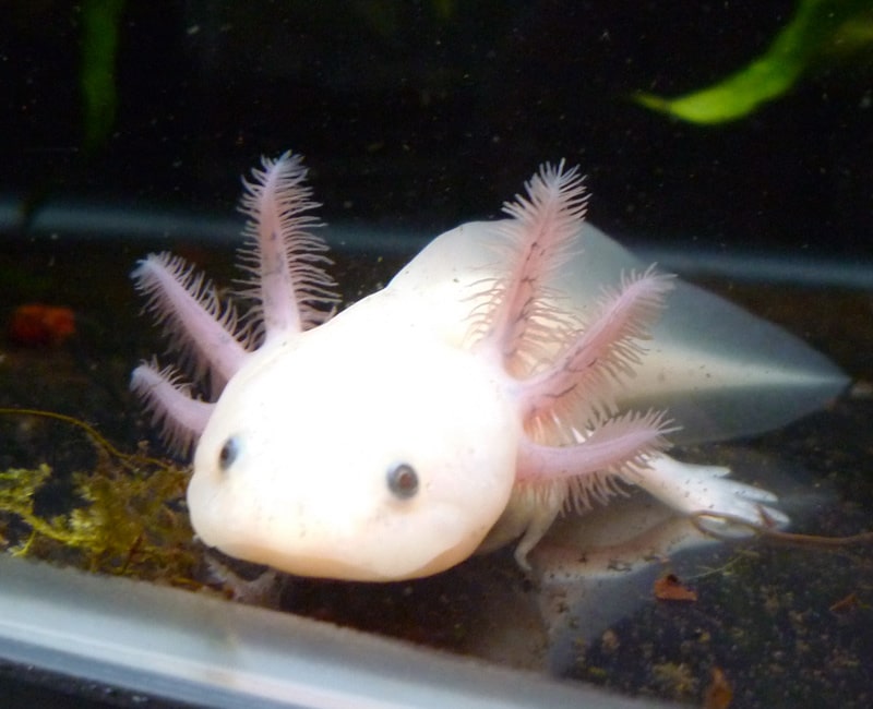 animales-mexicanos-estan-peligro-extincion-2018-axolotl