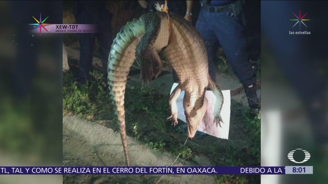 Ataques de cocodrilos en México, por invasión de su hábitat