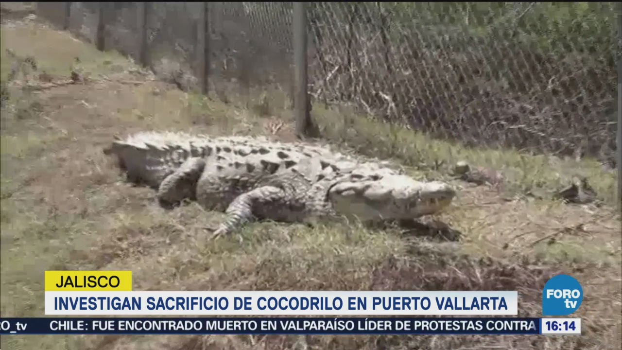 Autoridades de Jalisco toman acciones para proteger a los cocodrilos