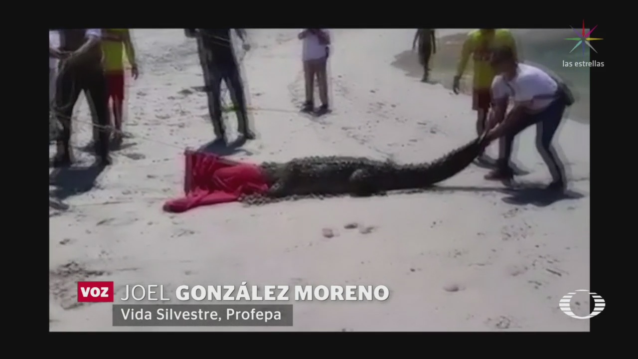 Avistan Otro Cocodrilo Puerto Vallarta Ahora Playa