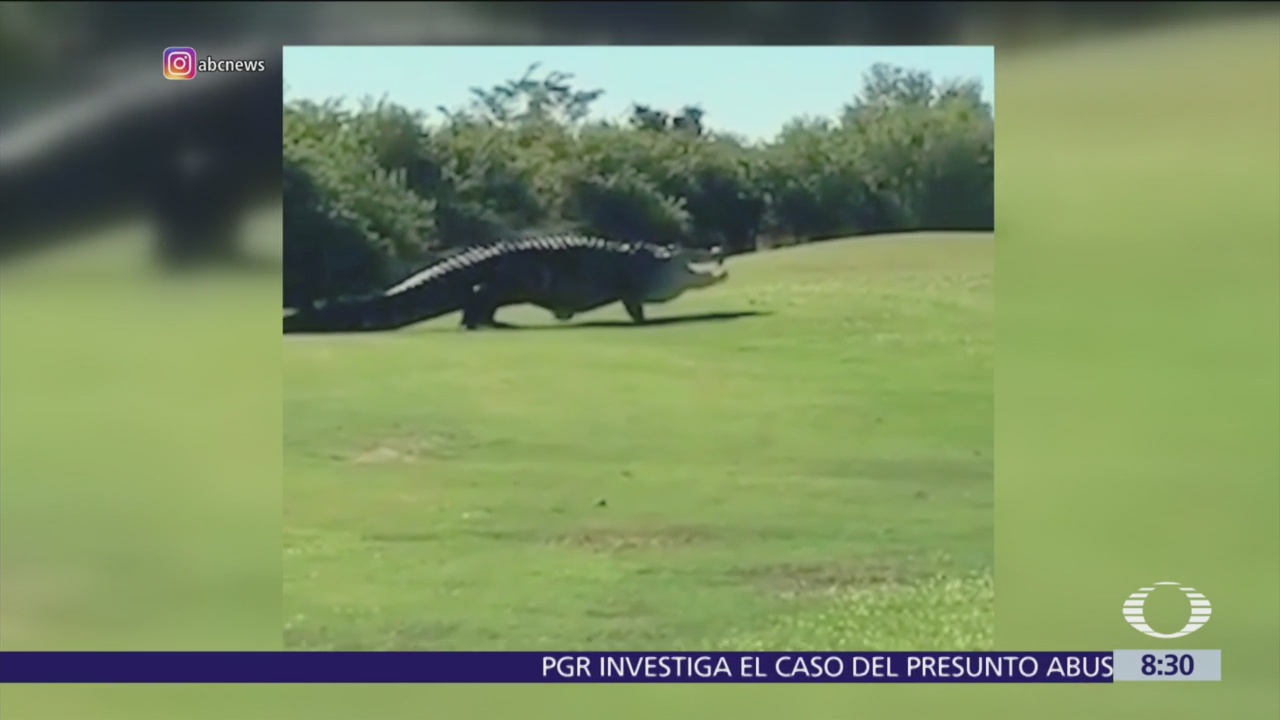 Captan enorme caimán en campo de golf en Florida