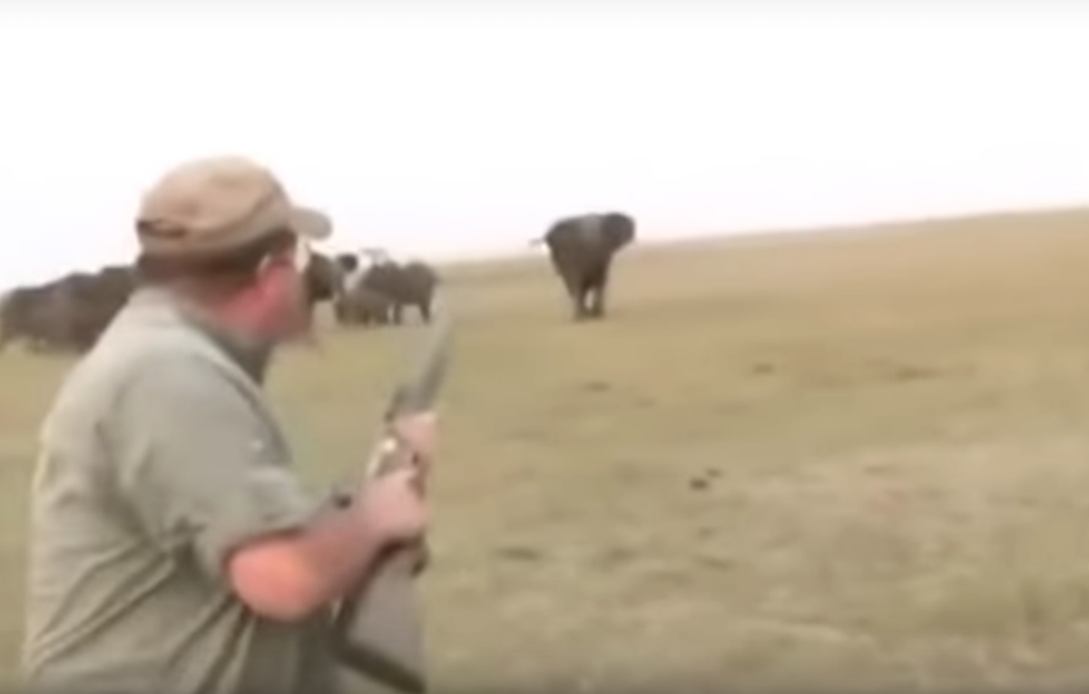 Video Cazadores Elefantes Manada Disparan Huyen Redes Sociales