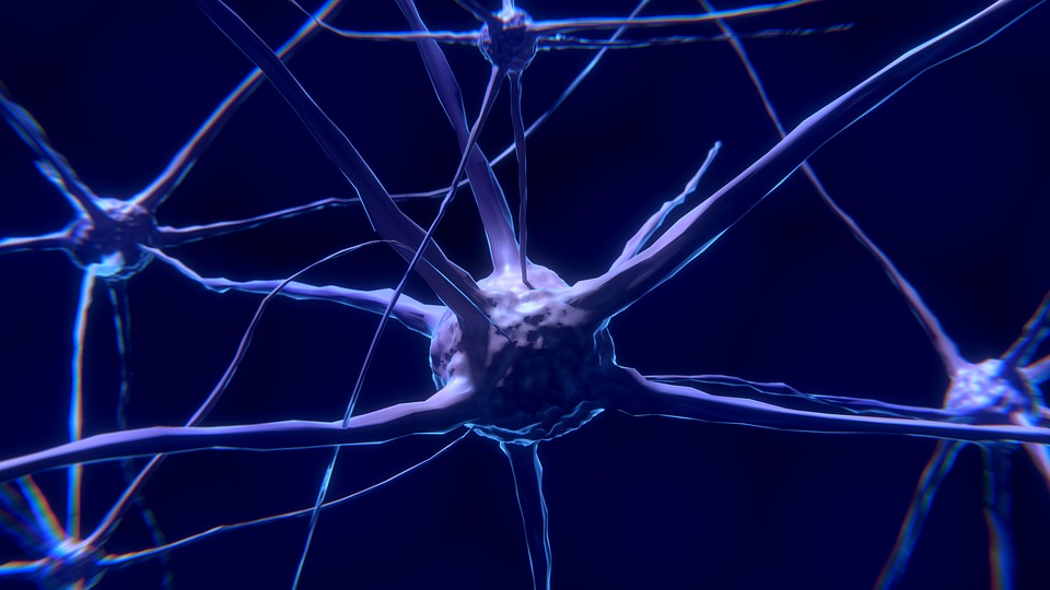 cientificos-crearan-cerebros-usando-neuronas-humanas