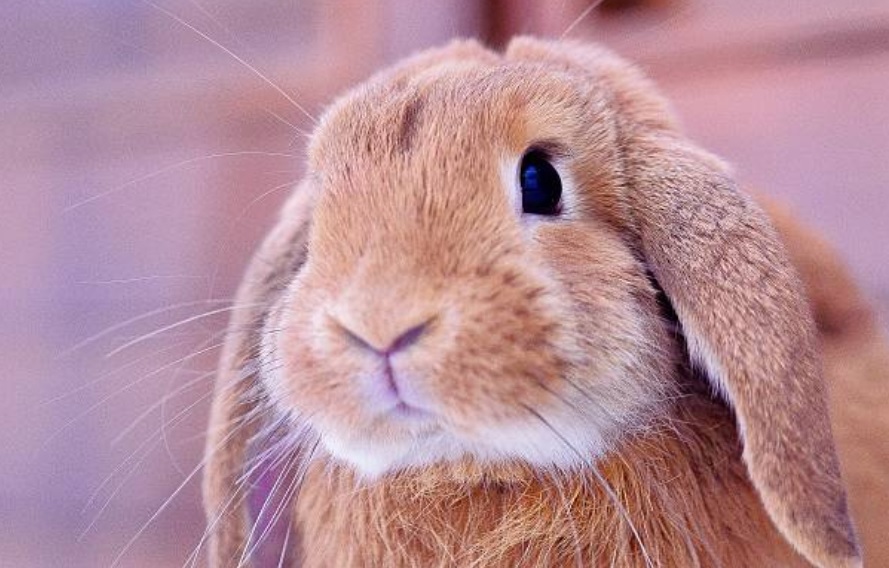 Asesino en serie de conejos aterroriza a la Bretaña francesa
