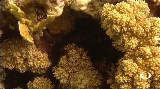Cultivan Coral Para Trasplantarlo Mar Fauna Marina