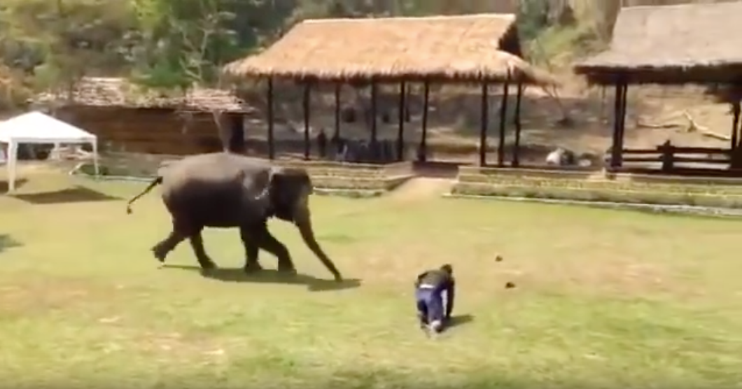 Video Elefante Defiende A Cuidador, Elefante Defiende, Ataque Elefante, Elefantes, Tailandia, Cuidador