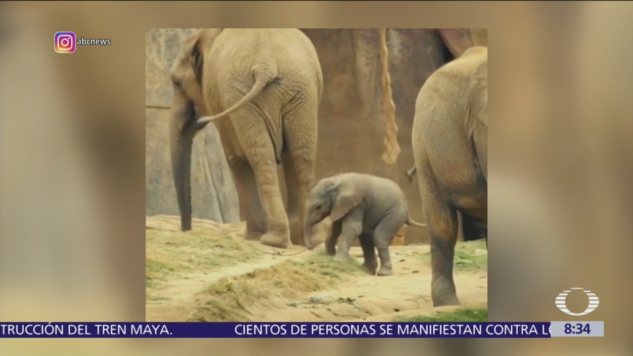 Elefantes bebés dan primeros pasos en zoológico de San Diego