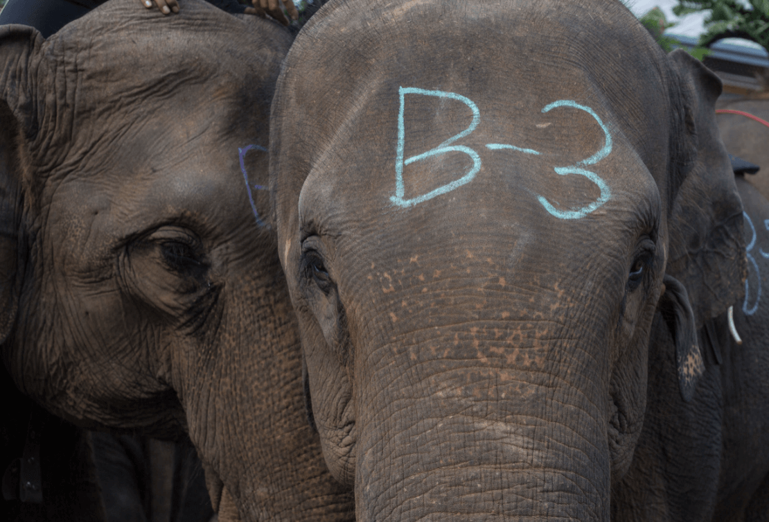 Elefantes Tailandia. (Getty Images)