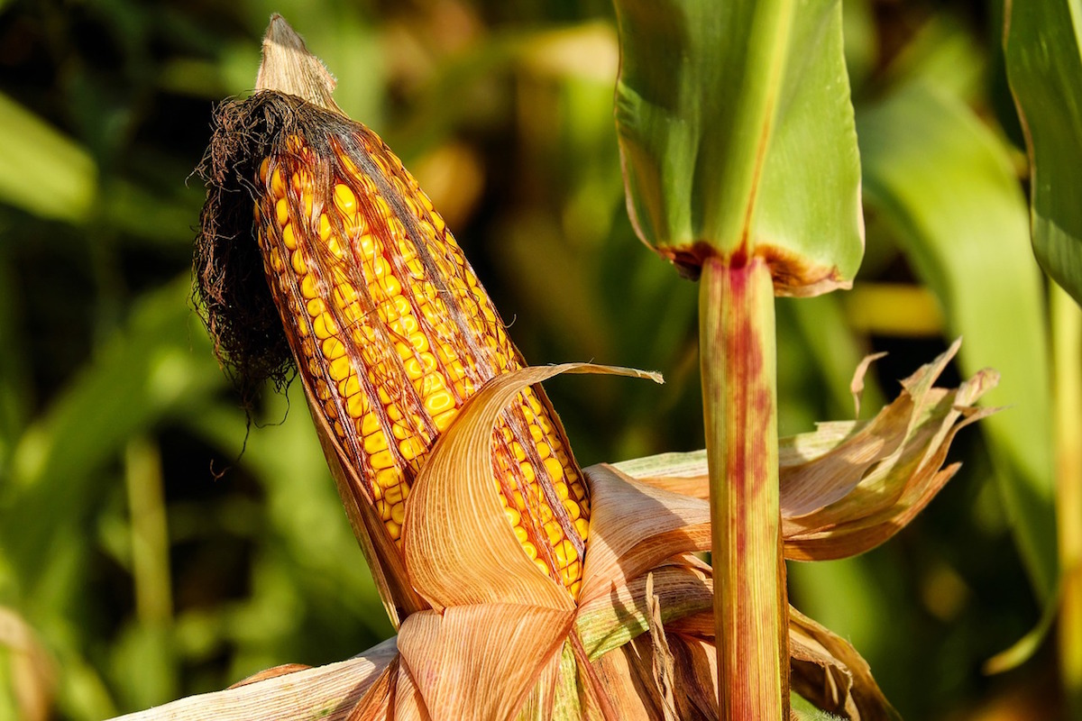 Greenpeace presenta propuestas a AMLO para proteger el maíz nativo