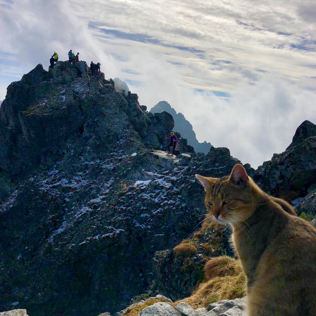 Alpinistas Encuentran Gato Pico Más Alto Polonia, Montañistas, Gato, Gatos, Polonia, Montañas