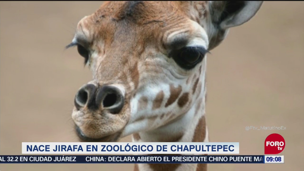 Extra, Extra: Nace jirafa en Zoológico de Chapultepec
