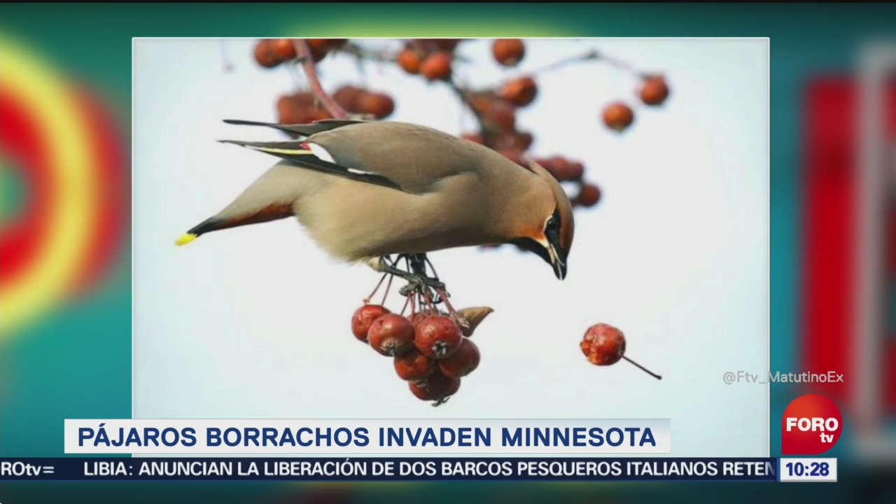 Pájaros borrachos invaden Minnesota