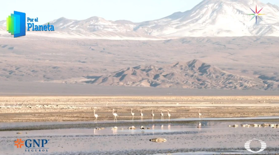 Lagunas que atraen flamencos, espejos de Atacama